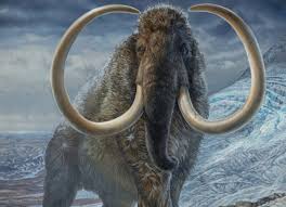 Gajah Mammoth